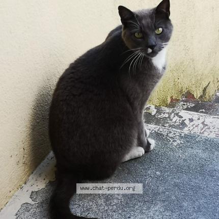 Photo 1/1 Pattes blanches Chat perdu à Passy