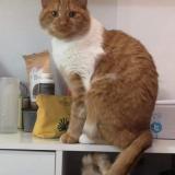 Photo de chat perdu à Pressiat Val Revermont