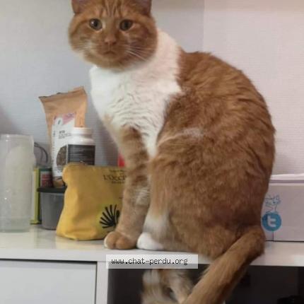 Photo 1/1 Chat retrouvé Perdu à Pressiat Val Revermont