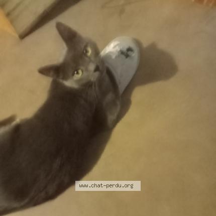 Photo 1/1 Chat retrouvé Perdu à Goetzenbruck