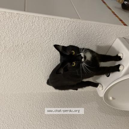 Photo de chat perdu à Bruges