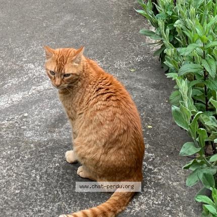 Photo de chat perdu à Strasbourg