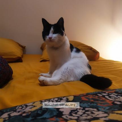 Photo 1/1 Chat retrouvé Perdu à Pornichet