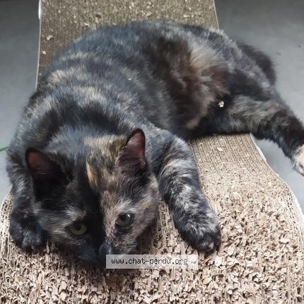 Photo 1/1 Kitkat Chat perdu à Jonzac