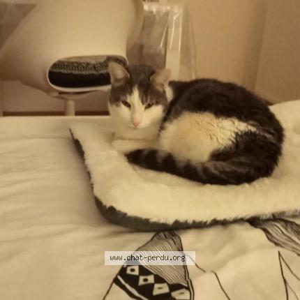 Photo de chat perdu à Carbon Blanc