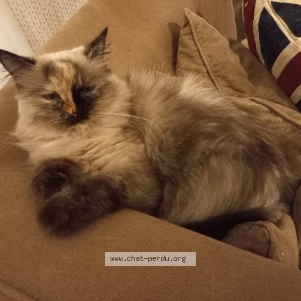 Photo de chat perdu à Verrieres En Anjou