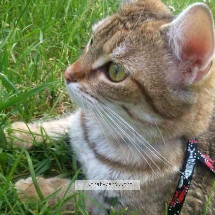 Photo de chat perdu à Lencloitre