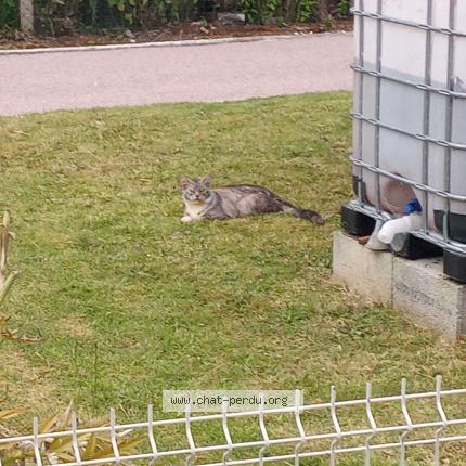 Photo de chat trouvé à Royan