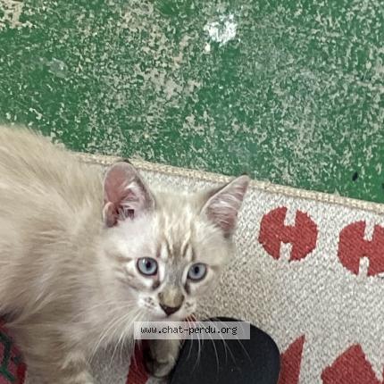 Photo de chat perdu à Villeurbanne