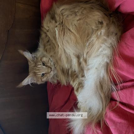 Photo de chat perdu à Bois Le Roi