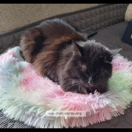 Photo de chat perdu à Marseille