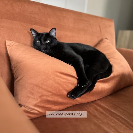 Photo 1/1 Tortillon Chat perdu à Glieres val de borne