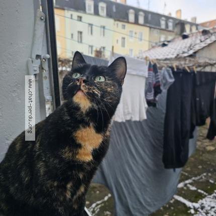 Photo de chat perdu à Mulhouse