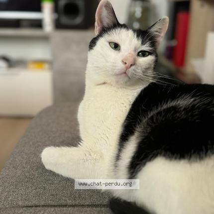 Photo de chat perdu à Thorigny Sur Marne