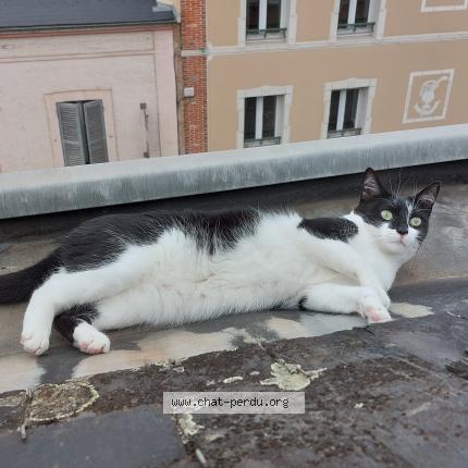 Photo 1/1 Chat retrouvé Perdu à Epernay