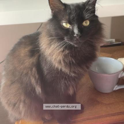 Photo 1/1 Chat retrouvé Perdu à Sainte Luce Sur Loire