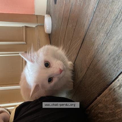 Photo de chat trouvé à Reims