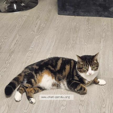 Photo 1/1 Chat retrouvé Perdu à Margny Les Compiegne