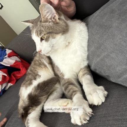 Photo 1/1 Chat retrouvé Trouvé à Bourgoin jallieu