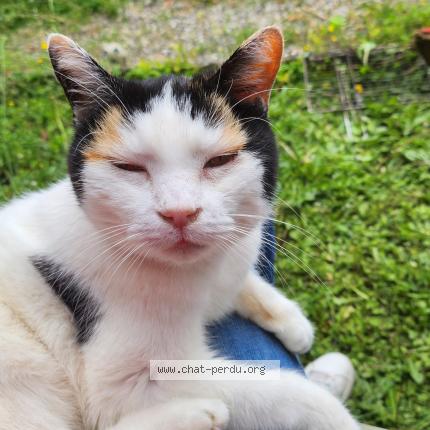 Photo 1/1 BIANCA Chat perdu à Meythet