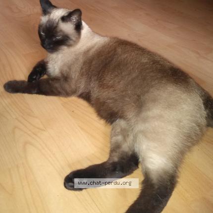 Photo 1/1 Chat retrouvé Perdu à Vayrac