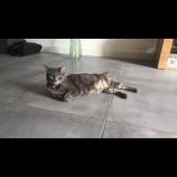 Photo de chat perdu à Morigny Champigny