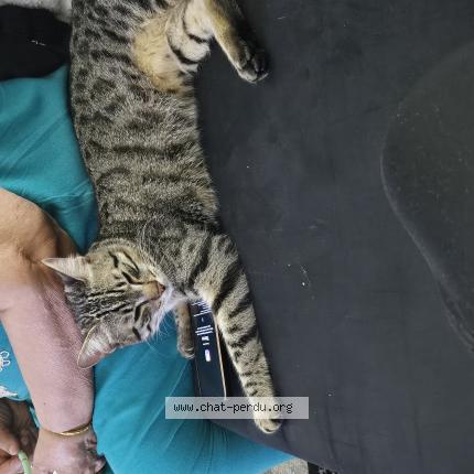 Photo de chat perdu à Lyon