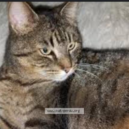 Photo de chat perdu à Roujan