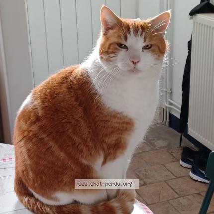 Photo de chat perdu à Menilles