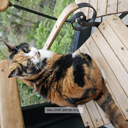 Photo de chat perdu à Villemomble