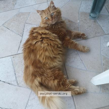Photo 1/1 Chat retrouvé Trouvé à Servier