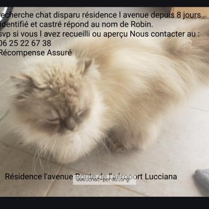 Photo de chat perdu à Lucciana