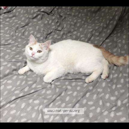 Photo 1/1 Chat retrouvé Perdu à Toulouse