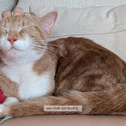 Photo 1/1 Linux Chat perdu à Champvallon
