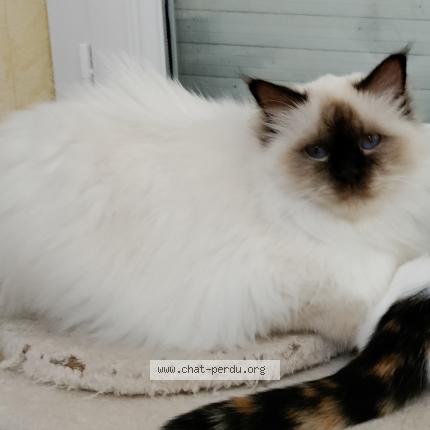 Photo 1/1 Chat retrouvé Perdu à Grezille