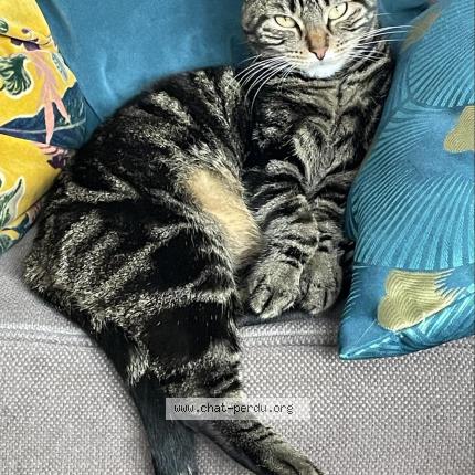 Photo 1/1 Chat retrouvé Perdu à Paris