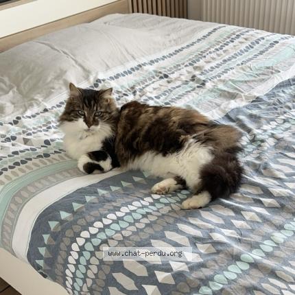 Photo 1/1 Chat retrouvé Perdu à Corquilleroy