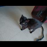 Photo de chat perdu à Le Lude