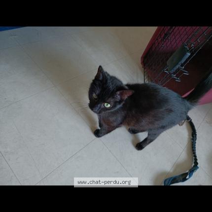 Photo 1/1 Chat retrouvé Perdu à Le lude