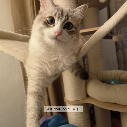Photo 1/1 Chat retrouvé Perdu à Villeurbanne
