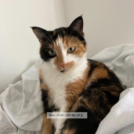 Photo 1/1 MILA Chat perdu à Roche
