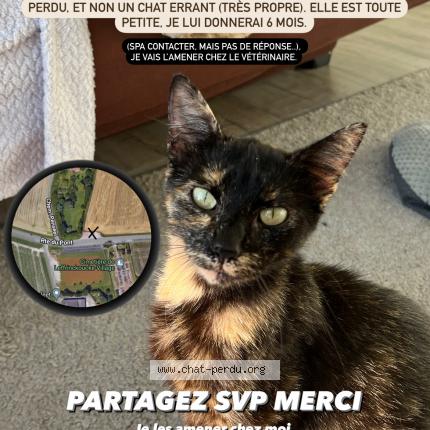 Photo de chat trouvé à Leffrinckoucke Village