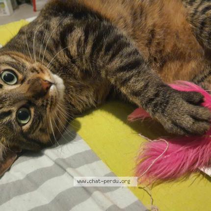 Photo de chat perdu à Autigny