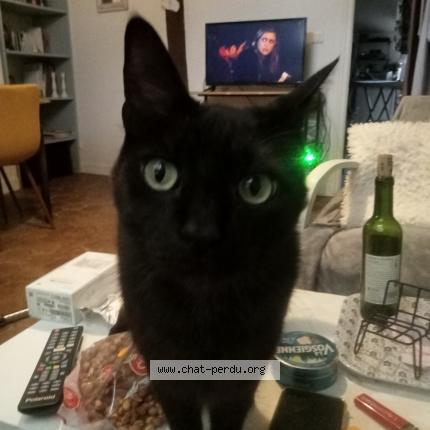Photo de chat perdu à Provins