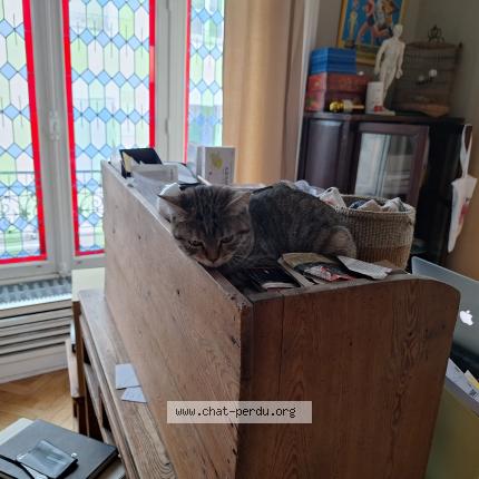 Photo 1/1 Chat retrouvé Perdu à Nantes