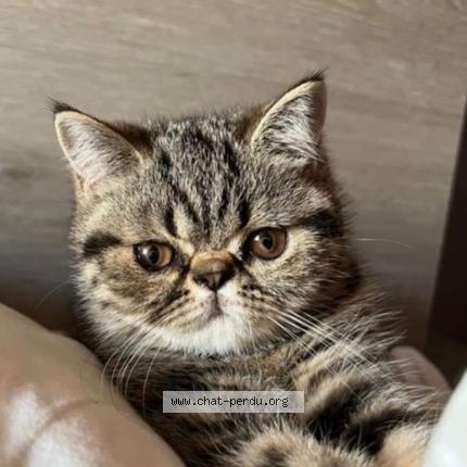 Photo de chat perdu à Villemur Sur Tarn