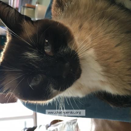Photo de chat perdu à Ste Anne D Auray