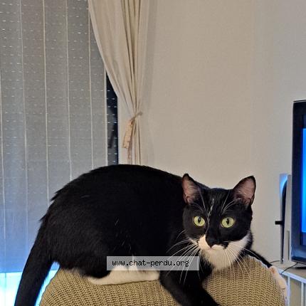 Photo de chat perdu à Saint Herblain