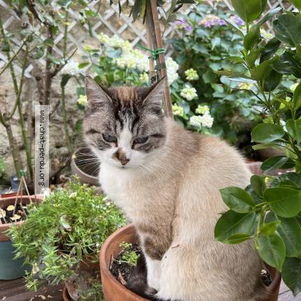 Photo 1/1 Chat retrouvé Perdu à Capbreton
