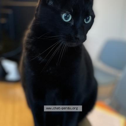 Photo 1/1 Chat retrouvé Perdu à Clisson